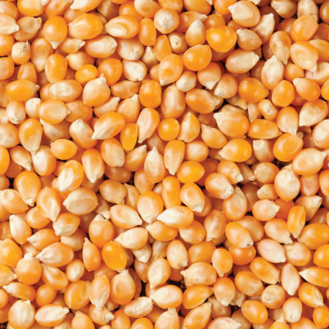 Organic Popcorn Kernels